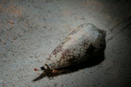 20011011_3_Shaab_Samaday_0003